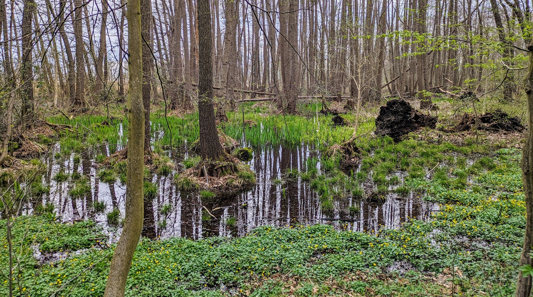 Auwald bei Raden Auwald bei Raden
