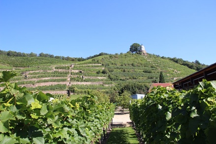 Weinberg Schloss Wackerbarth Radebeul
