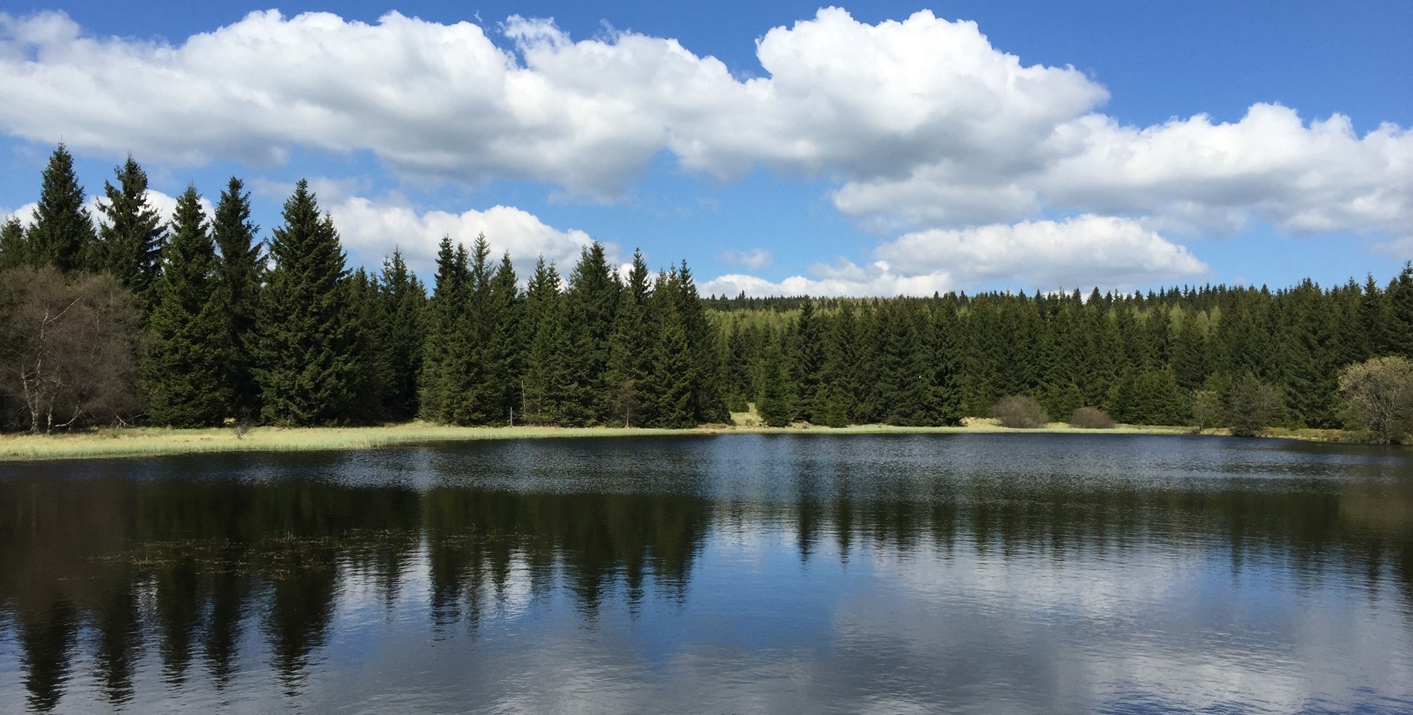 wüster Teich Altenberg